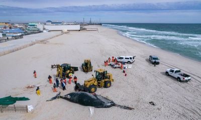 A humpback whale is prepared to be buried at Funtown Beach, Seaside Park, N.J., March 3, 2023. (Photo: MMSC)