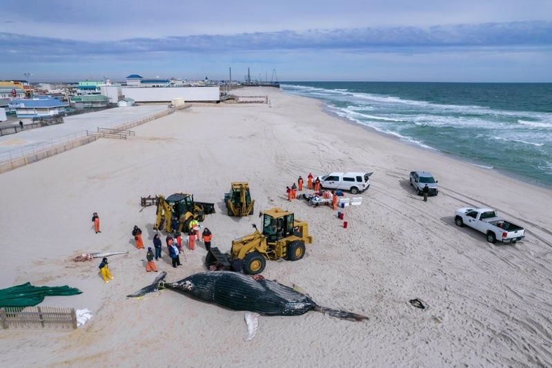 A humpback whale is prepared to be buried at Funtown Beach, Seaside Park, N.J., March 3, 2023. (Photo: MMSC)