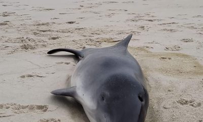 A porpoise washed up on Sixth Avenue in Ortley Beach, March 28, 2023. (Photo Credit: Stanley Poulson)