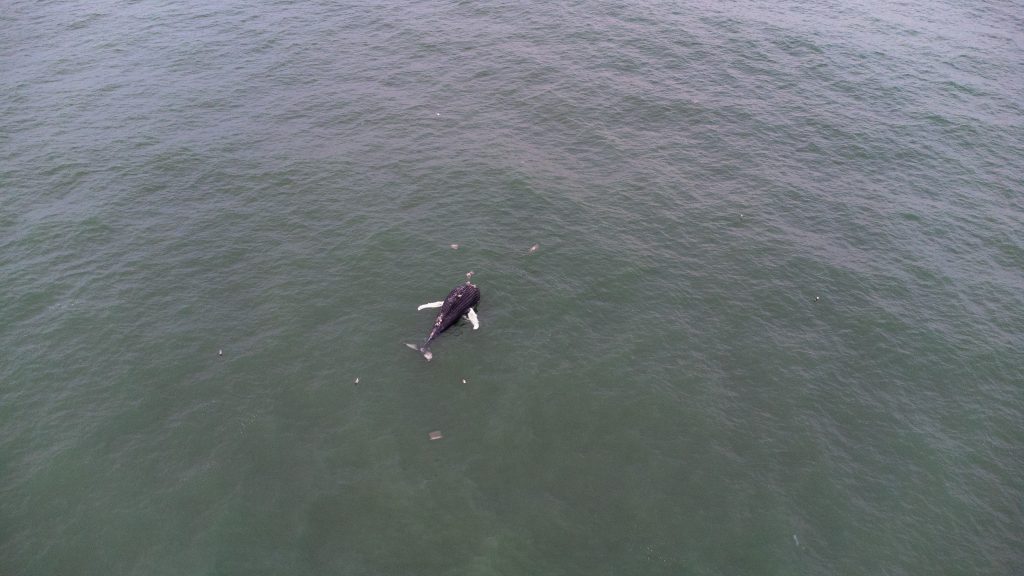 A deceased humpback whale floats off Seaside Park, N.J., March 1, 2023. (Photo: Daniel Nee)