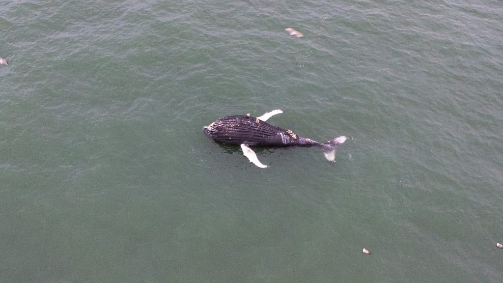 A deceased humpback whale floats off Seaside Park, N.J., March 1, 2023. (Photo: Daniel Nee)