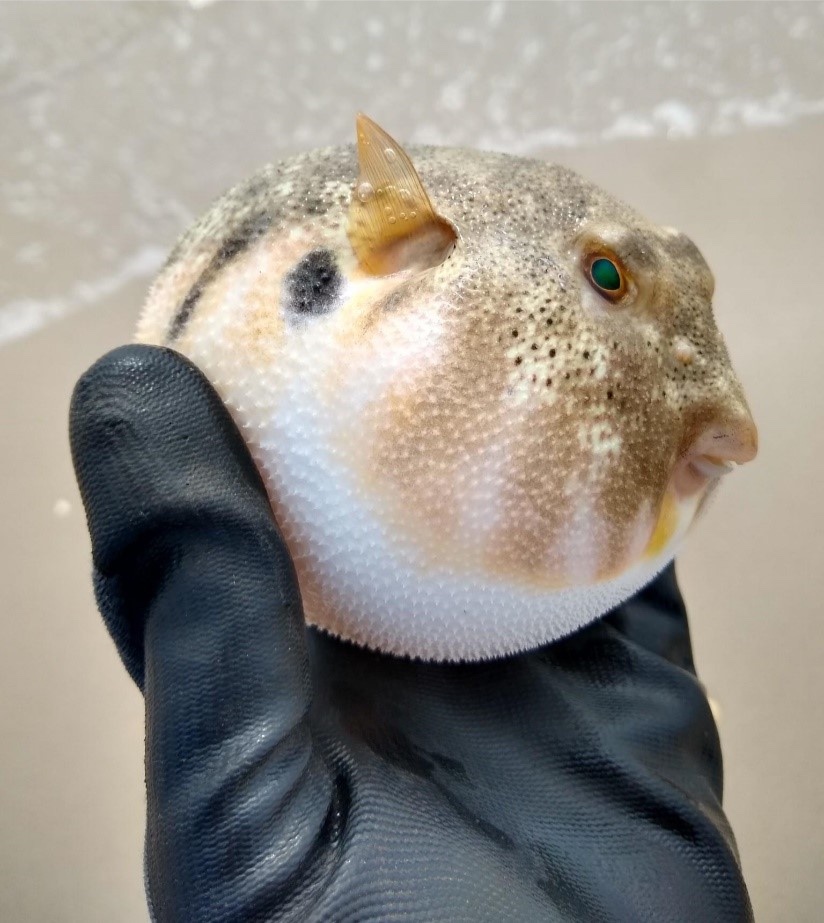 A friendly blowfish found a way back to sea! (Photo: COA)