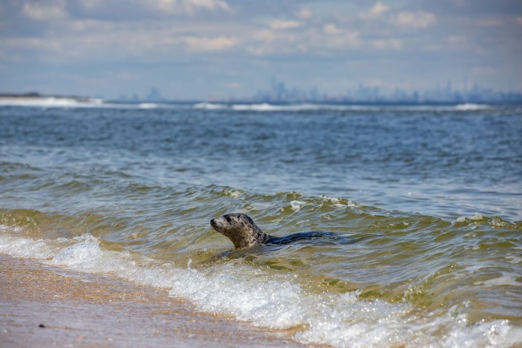 Two grey seals, found in Seaside Heights and Long Beach Island, wait for each other as they re-enter the wild, May 2023. (Photo: Marine Mammal Stranding Center/ Instagram/ Michel McKenna)