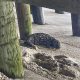 A seal stranded under Casino Pier in Seaside Heights. (Credit: Marine Mammal Stranding Center)