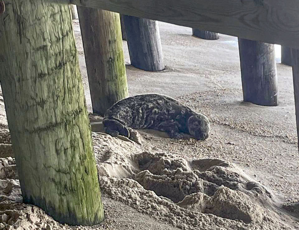A seal stranded under Casino Pier in Seaside Heights. (Credit: Marine Mammal Stranding Center)