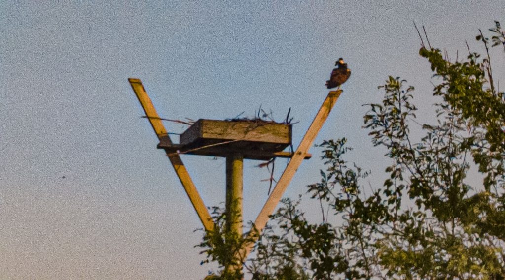 An osprey looks out over the nest at the Seaside Park Marina, May 2023. (Photo: Shorebeat)