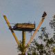 An osprey looks out over the nest at the Seaside Park Marina, May 2023. (Photo: Shorebeat)