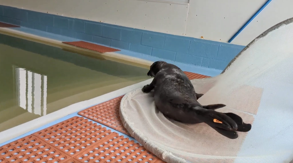 A grey seal rescued from underneath Casino Pier in Seaside Heights is healing well. (Photo: Marine Mammal Stranding Center)