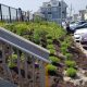 A pollinator garden planted along the boardwalk in Ortley Beach, N.J., July 2023. (Photo: Sharon Colucci)