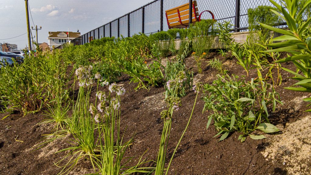 A pollinator garden planted along the boardwalk in Ortley Beach, N.J., July 2023. (Photo: Shorebeat)