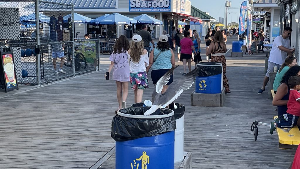 Seagulls converge upon outdoor dining areas in Seaside Heights, N.J., Aug. 2, 2023. (Photo: Shorebeat)