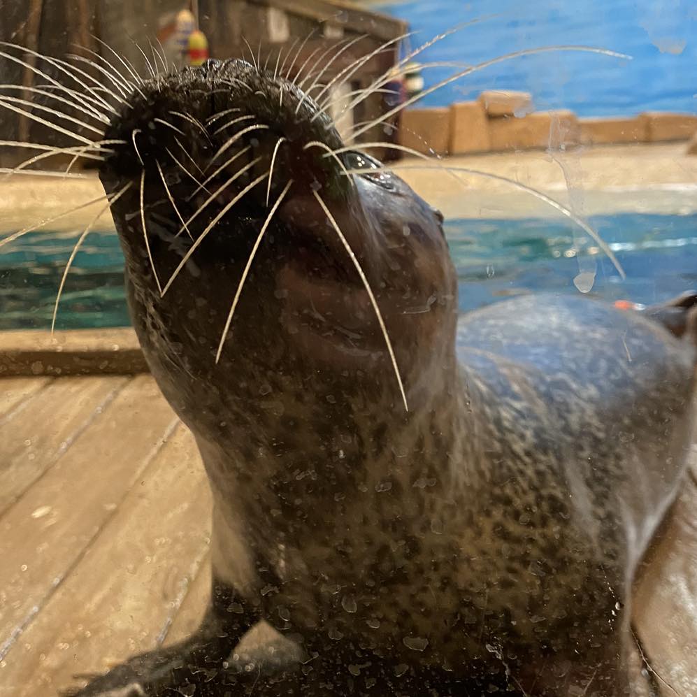 'Lucy' the seal at Jenkinson's Aquarium in Point Pleasant Beach. Lucy died in Sept. 2023 at the age of 34. (Photo: Jenkinson's Aquarium)