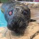 'Lucy' the seal at Jenkinson's Aquarium in Point Pleasant Beach. Lucy died in Sept. 2023 at the age of 34. (Photo: Jenkinson's Aquarium)