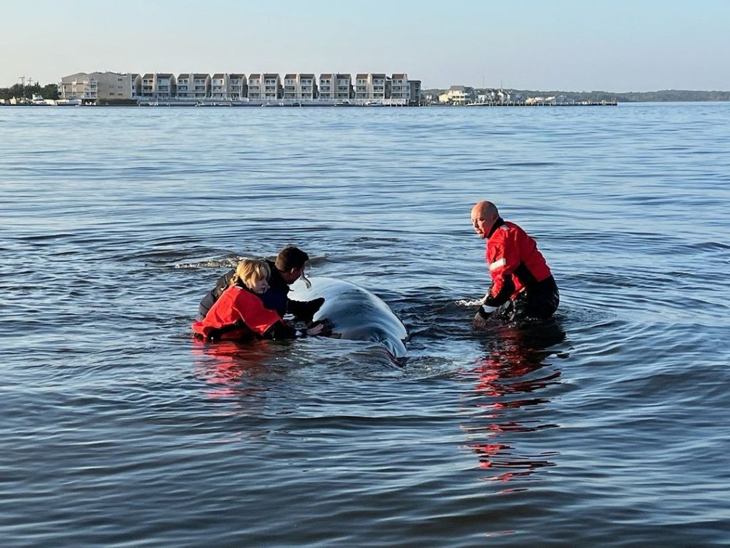 Volunteers help refloat a minke whale that had become stranded behind Island Beach State Park in Barnegat Bay, Oct. 1-7, 2023. (Photo: Marine Mammal Stranding Center)