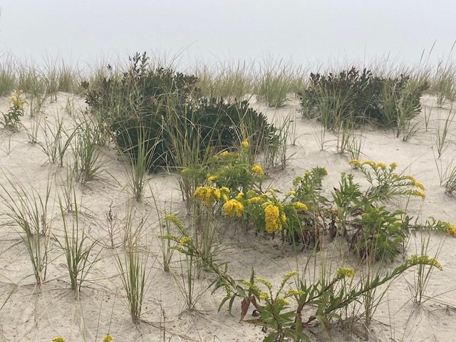 Montauk Daisies grow on the west side of the dunes in Seaside Park, N.J., Oct. 2023. (Photo: Bob Hopkins)