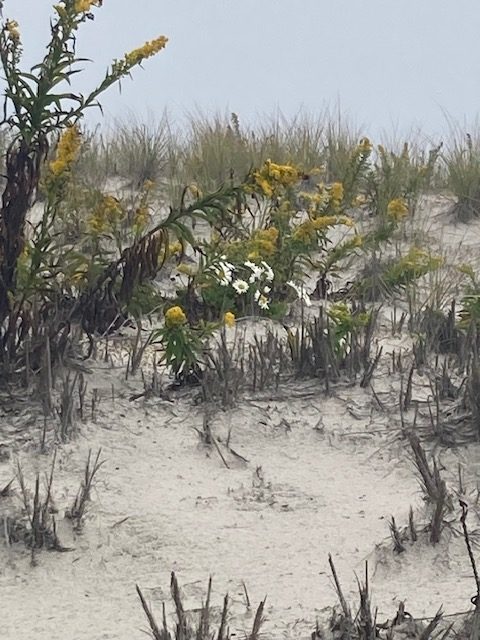 Montauk Daisies grow on the west side of the dunes in Seaside Park, N.J., Oct. 2023. (Photo: Bob Hopkins)
