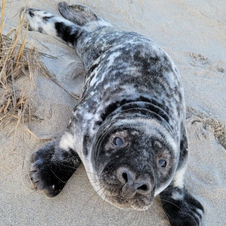 A seal resting on a New Jersey beach. (Photo: Marine Mammal Stranding Center)