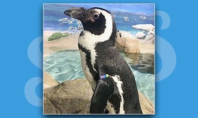 Checkers the African penguin. (Photo: Jenkinson's Aquarium)