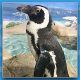 Checkers the African penguin. (Photo: Jenkinson's Aquarium)
