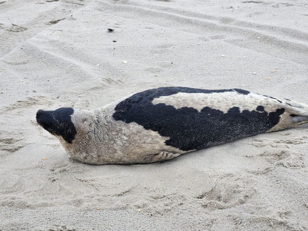 A 150-pound Arctic harp seal found on the beachin Lavallette, Feb. 2024. (Photo: Marine Mammal Stranding Center)
