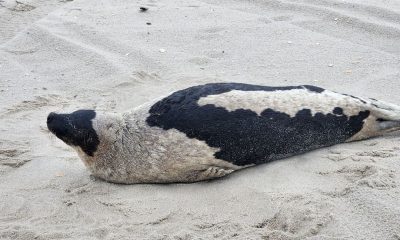 A 150-pound Arctic harp seal found on the beachin Lavallette, Feb. 2024. (Photo: Marine Mammal Stranding Center)