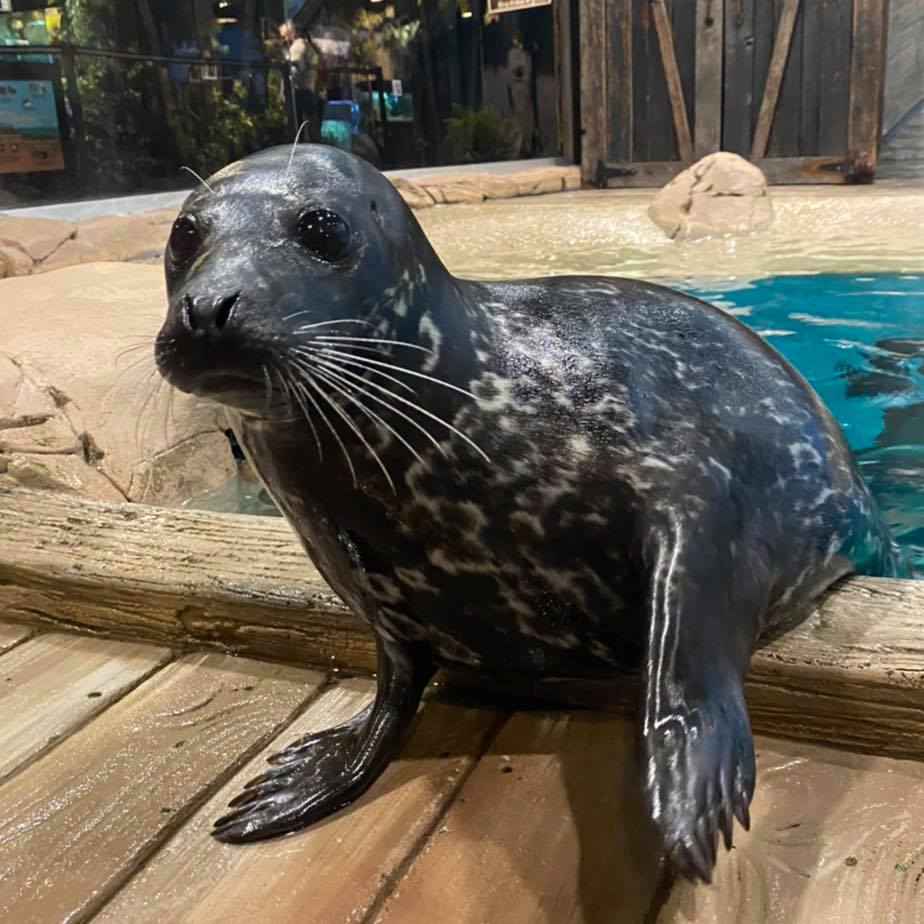 Noelani, a Pacific harbor seal that has been living at Jenkinson's Aquarium since 2018. (Photo: Jenkinson's)