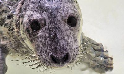 A grey seal found in the street in Point Pleasant Beach during a nor'easter, is doing much better a month later. (Photo: MMSC)