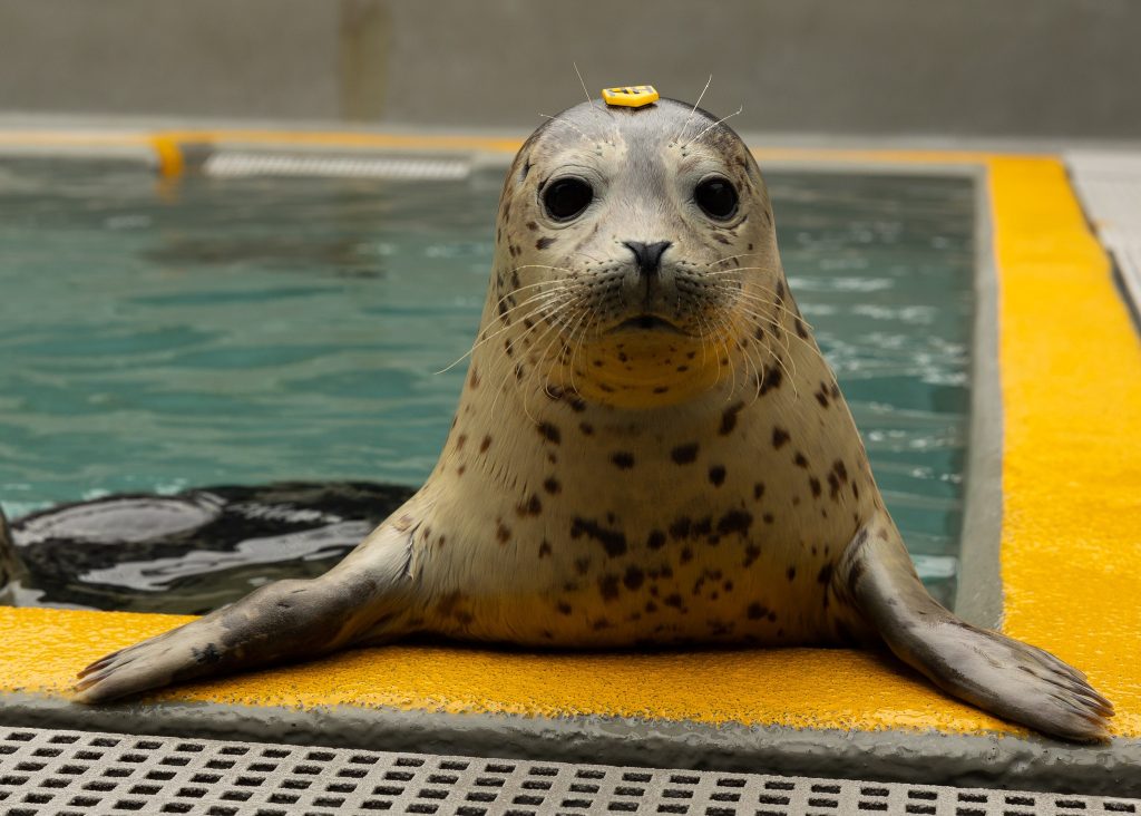 'Turbo' the Pacific harbor seal at Jenkinson's Aquarium. (Photo: Jenkinson's)