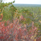 Forked River Mountains, in the New Jersey Pine Barrens, purchased with Ocean County Natural Lands Trust funding. (Photo: Daniel Nee)