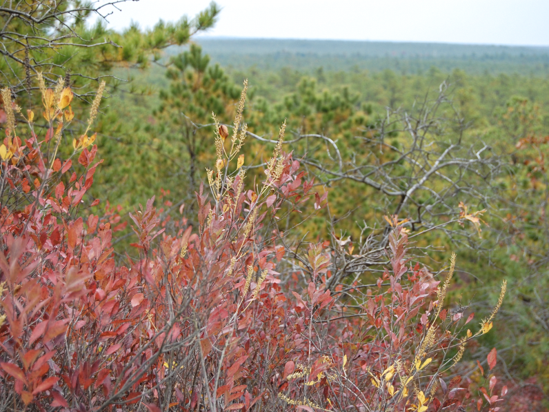 Forked River Mountains, in the New Jersey Pine Barrens, purchased with Ocean County Natural Lands Trust funding. (Photo: Daniel Nee)