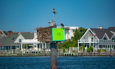 An osprey on a channel marker in Barnegat Bay, summer 2023. (Photo: Shorebeat)