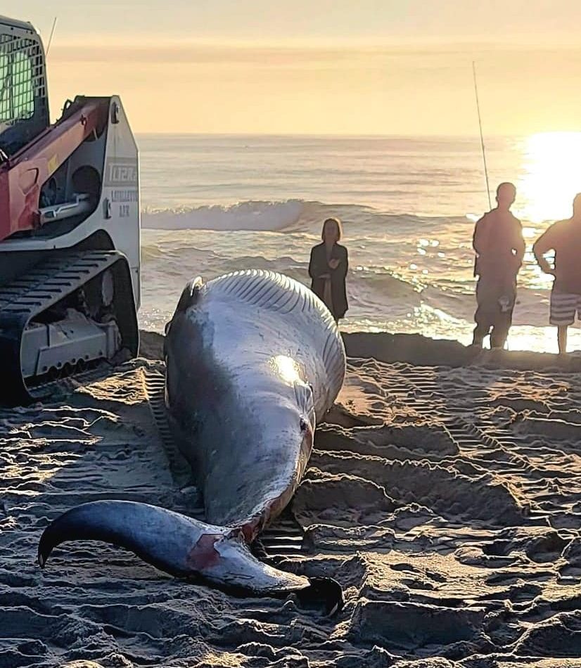 A minke whale washed up in Lavallette, N.J., later taken to a public works yard, Oct. 4, 2024. (Credit: Janice Fix/ Lavallette Boardwalk/ Facebook)