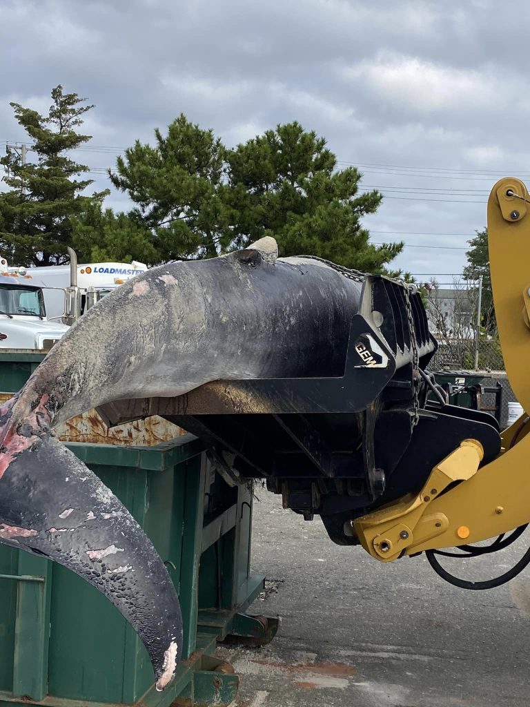 A minke whale washed up in Lavallette, N.J., later taken to a public works yard, Oct. 4, 2024. (Credit: Janice Fix/ Lavallette Boardwalk/ Facebook)