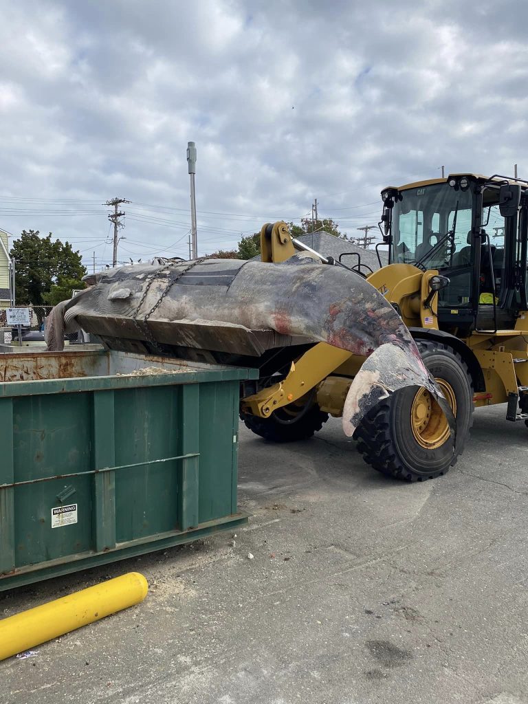 A minke whale washed up in Lavallette, N.J., later taken to a public works yard, Oct. 4, 2024. (Credit: Janice Fix/ Lavallette Boardwalk/ Facebook)