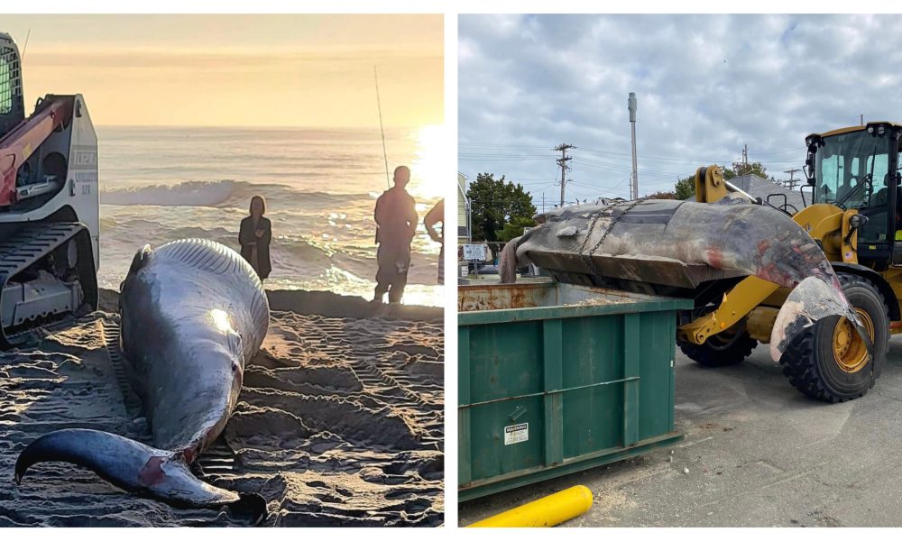 A minke whale washed up in Lavallette, N.J., later taken to a public works yard, Oct. 4, 2024. (Credit: Janice Fix/ Lavallette Boardwalk/ Facebook)