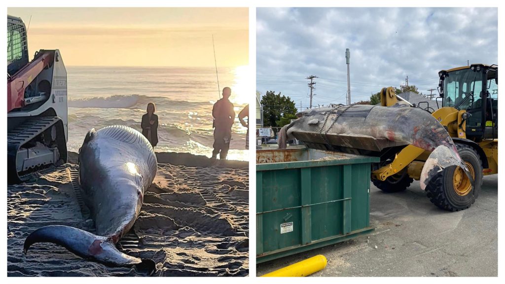 A minke whale washed up in Lavallette, N.J., later taken to a public works yard, Oct. 4, 2024. (Credit: Janice Fix/ Lavallette Boardwalk/ Facebook)