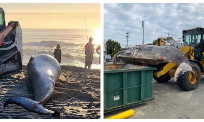 A minke whale washed up in Lavallette, N.J., later taken to a public works yard, Oct. 4, 2024. (Credit: Janice Fix/ Lavallette Boardwalk/ Facebook)