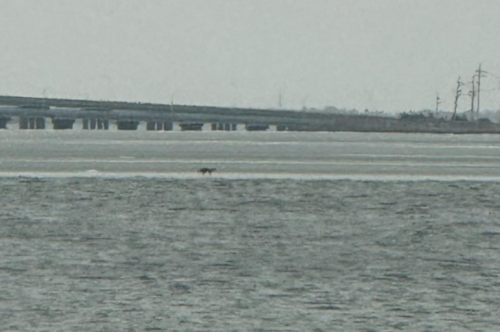 Rescuers check on a fox that was reported floating on a breakway dock in Barnegat Bay, Jan. 2025. (Photo: Seaside Park Fire Department)