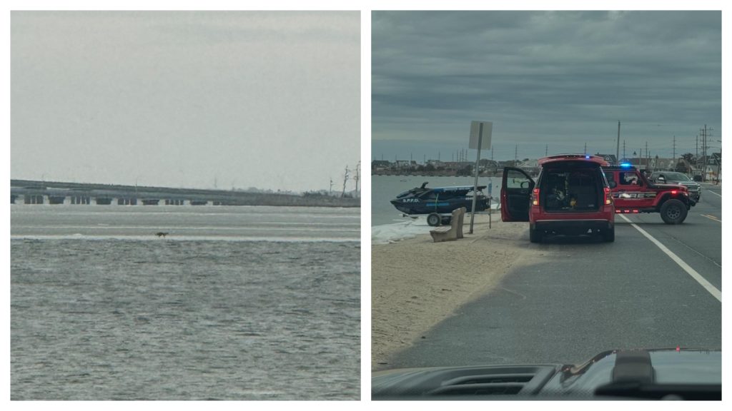 Rescuers check on a fox that was reported floating on a breakway dock in Barnegat Bay, Jan. 2025. (Photo: Seaside Park Fire Department)