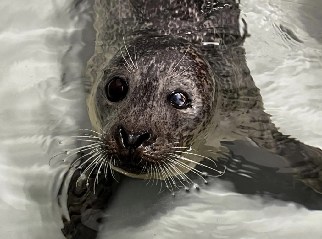 A seal rescued from the beach in Mantoloking Dec. 30, 2024. (Photo: Marine Mammal Stranding Center)