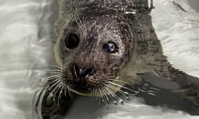 A seal rescued from the beach in Mantoloking Dec. 30, 2024. (Photo: Marine Mammal Stranding Center)