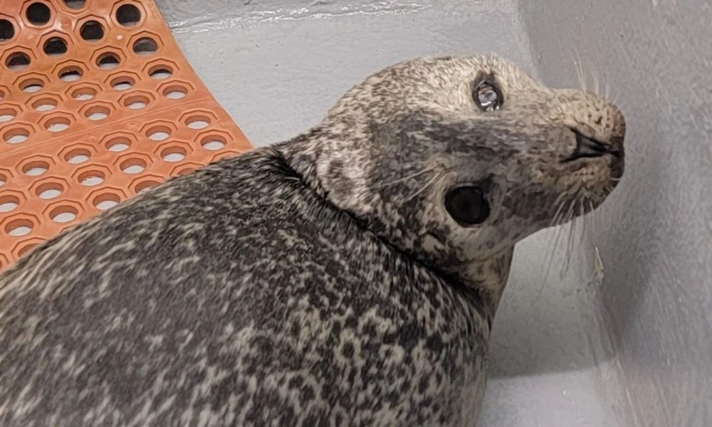 A harbor seal found on the Mantoloking beachfront Dec. 30, 2024. (Photo: MMSC)