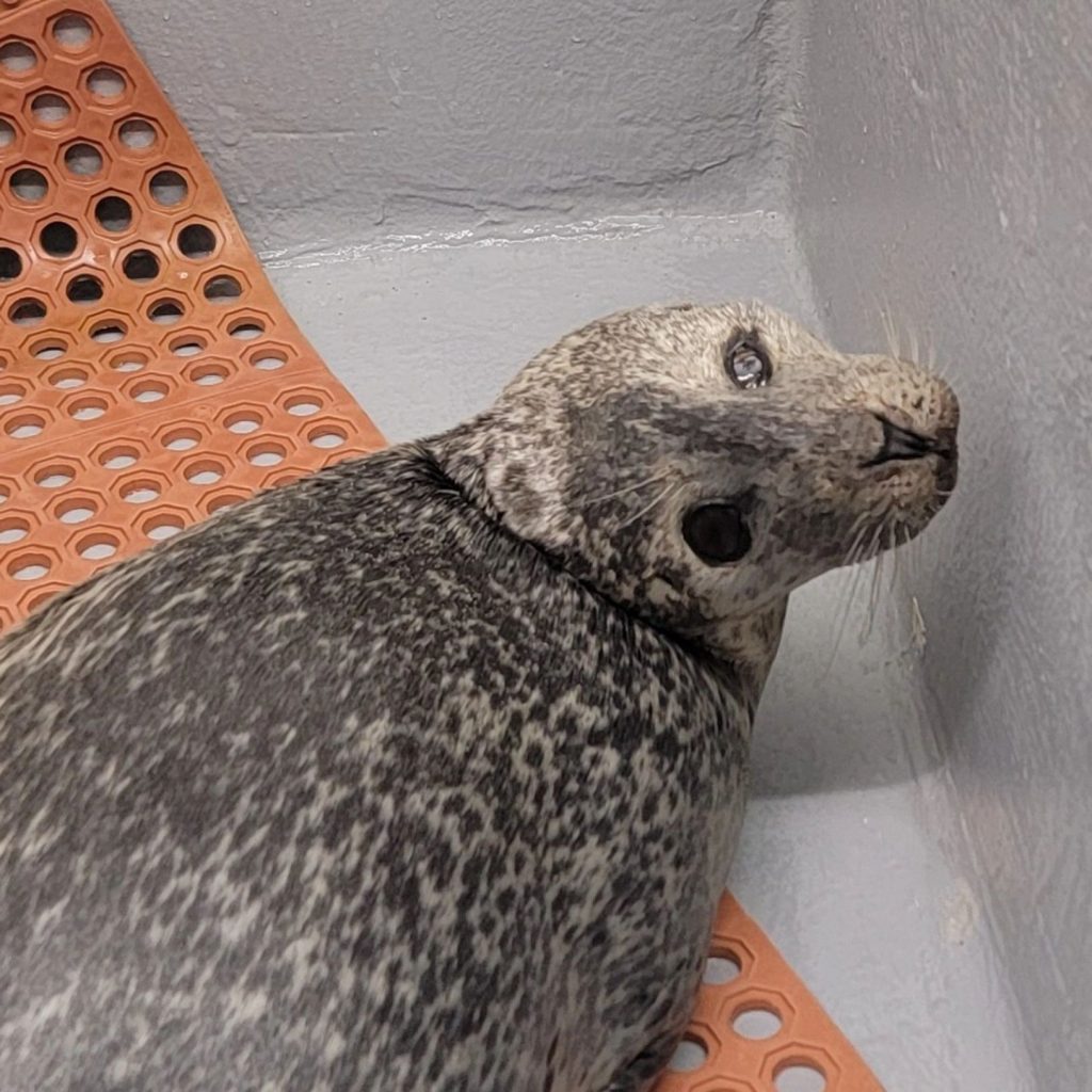 A harbor seal found on the Mantoloking beachfront Dec. 30, 2024. (Photo: MMSC)