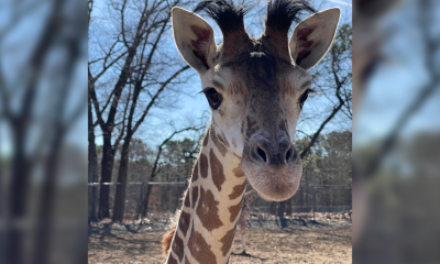 Coral the giraffe at Six Flags Great Adventure, March 2025. (Photo: Six Flags)